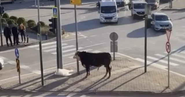 Bursa da kaçan boğa trafiği karıştırdı, Ankara yolunda metrelerce koştu Bursa Haberleri