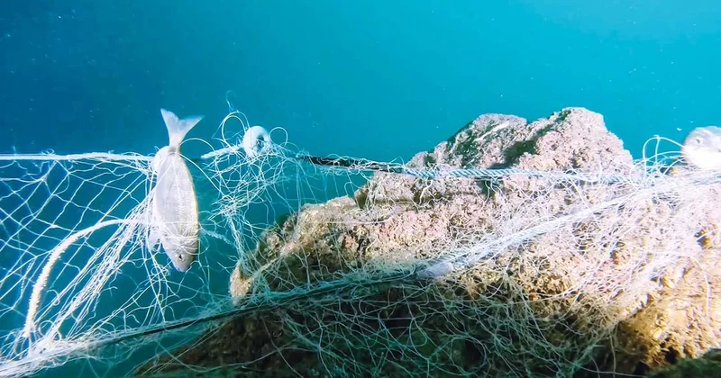 Hayalet ağlar sanata dönüştü