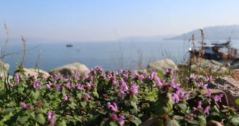 Sapanca Gölü çevresinde 112 bitki kayıt altına alındı