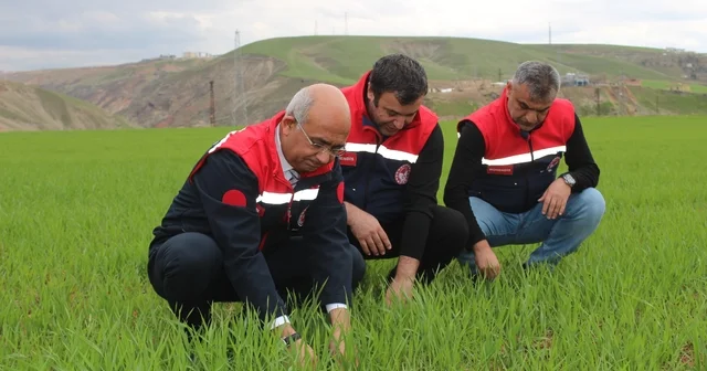 Siirt te yağışlar yüzde 150 arttı, tarımsal hasıla beklentisi yükseldi Siirt Haberleri