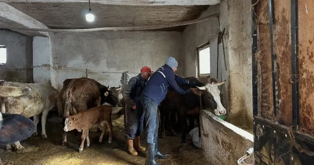 Aydıntepe de 2026 ilkbahar şap aşılama kampanyası tamamlandı Bayburt Haberleri