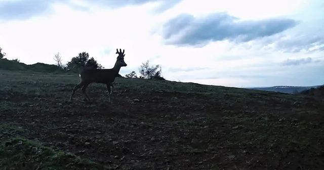 Ganos Dağları nda karacalar fotokapana yakalandı Tekirdağ Haberleri