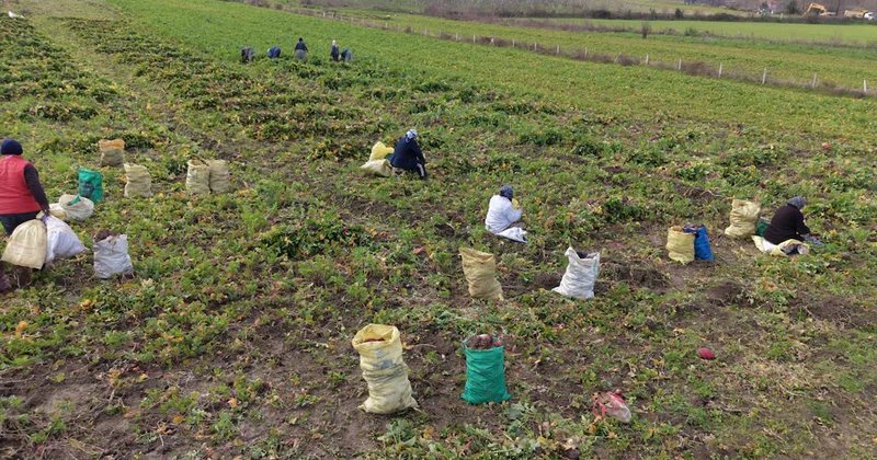 Çamurun içinden tek tek çıkartılıp hasat ediliyor: Kilosu 100 lira Sözcü Gazetesi