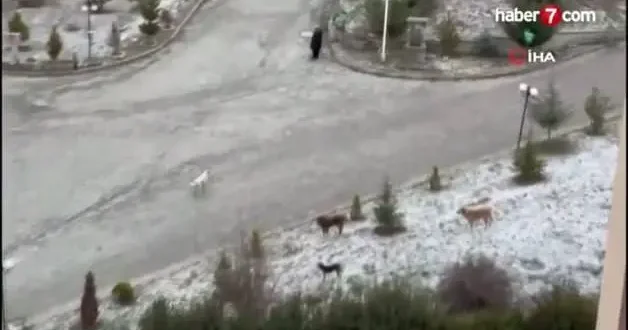 Kastamonu da dehşet anları: Sokak köpekleri kadın ve çocuklara saldırdı