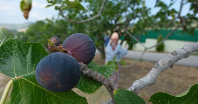Bozdoğan da bir yılda 2 bin incir fidanı toprakla buluştu Aydın Haberleri