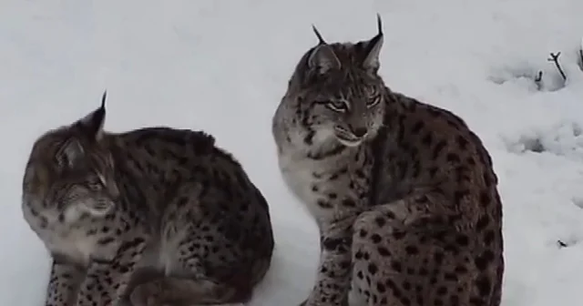 Ormanın hayaleti vaşak ailesi Refahiye de havadan görüntülendi Erzincan Haberleri