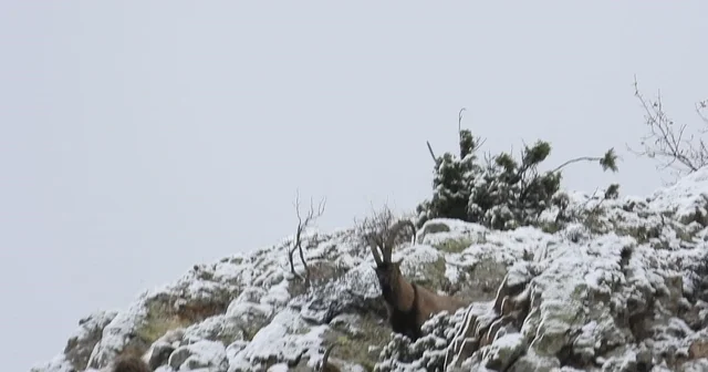 Av yasağı başladı Erzurum Haberleri