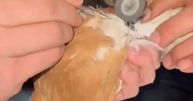 Güvercinin ayağına dolanan demir bilezik itfaiye ekibince çıkartıldı Batman Haberleri