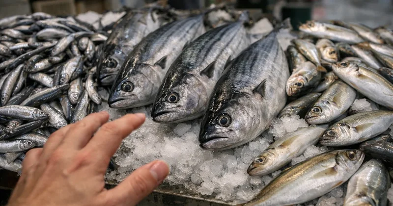 Hamsi, palamut ve istavrit yerken 2 kere düşünün Sözcü Gazetesi