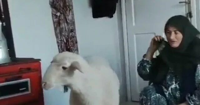 Kaçan koyun, bulunup sahibine teslim edildi Aydın Haberleri