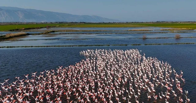 Söke de su altında kalan tarım arazilerinde beslenen flamingolar havadan görüntülendi Aydın Haberleri
