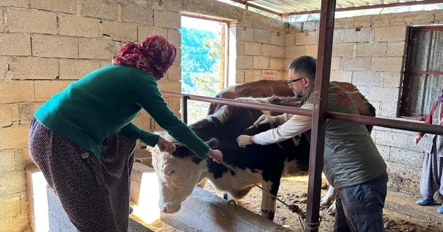 Gazipaşa da hayvan sağlığı için sahada yoğun mesai Antalya Haberleri