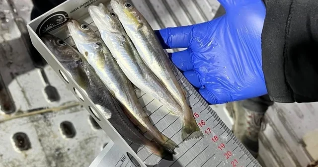 Kırklareli nde su ürünleri nakil araçlarına sıkı denetim Kırklareli Haberleri