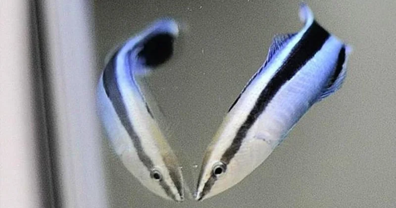 Bu küçük balık zeka testini geçti! Daha önce sadece maymunlarda görülmüştü Sözcü Gazetesi