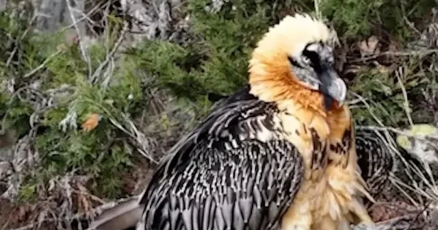 Artvin’de doğaya salınan sakallı akbaba GPS ile takip ediliyor VİDEO İZLE