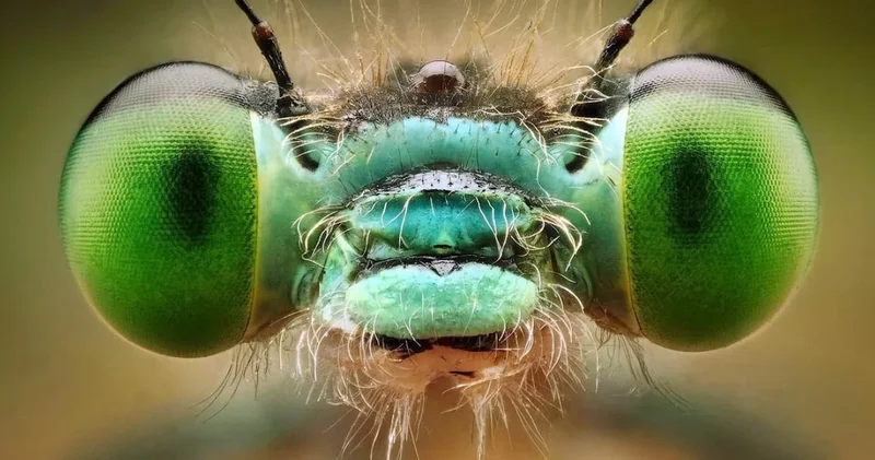 Sivrisinekler insan avına milyonlarca yıl önce başlamış: Tarihin ilk ısırıkları ortaya çıktı