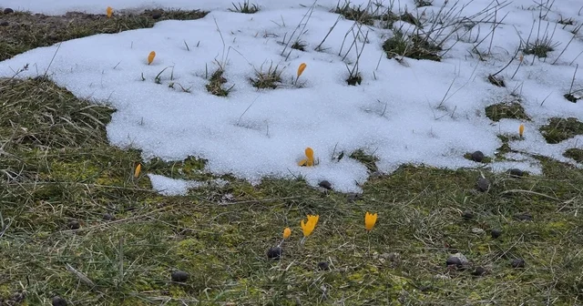 Kar ve çiçek açan çiğdemler yan yana Kütahya Haberleri