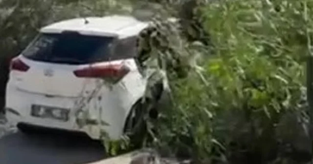 Adana da şiddetli rüzgar ağaçları devirdi Adana Haberleri