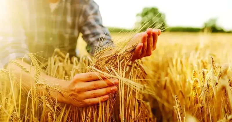 Buğdayda kuraklık riski yüzde 14 e geriledi Ekonomi Haberleri