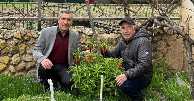 Bu laleleri gözleri gibi koruyorlar Değişören mahallesi ters laleler ile süslendi Eskişehir Haberleri