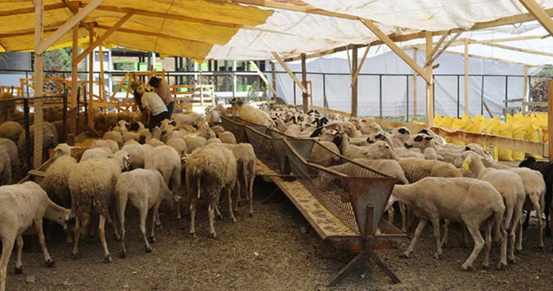 Kurban pazarında çıkmaz: Küçükbaş fiyatları 35 bin liraya dayandı!