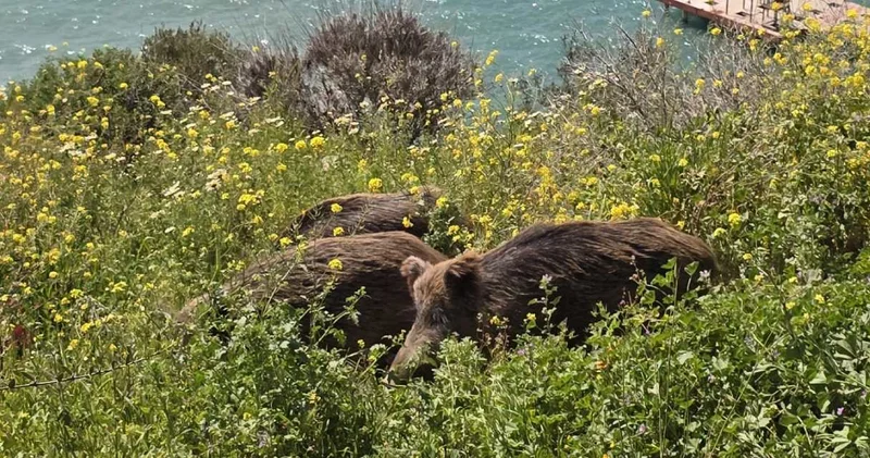 Kuşadası’nda yaban domuzları şehir merkezine indi