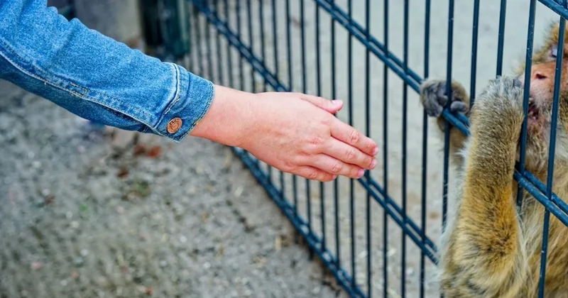 Onlar geçmişte hiç savaşmamış! Şiddet gerçekten içimizde mi yatıyor? Sözcü Gazetesi