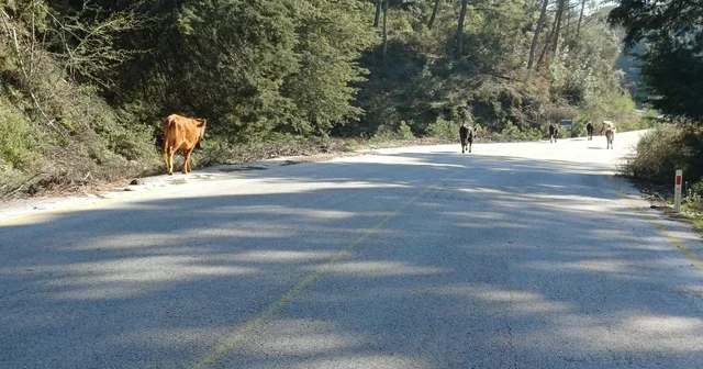 Yem fiyatları arttı, salma besicilik yeniden değer kazandı Aydın Haberleri