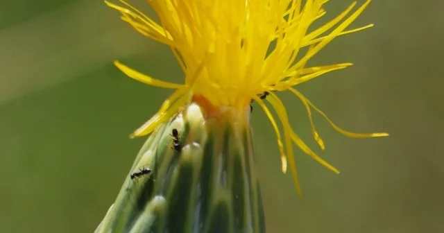 Doğaseverlerden Tülüşah için acil koruma çağrısı EKODOSD Başkanı Sürücü: Koruyamazsak kaybedeceğiz Aydın Haberleri