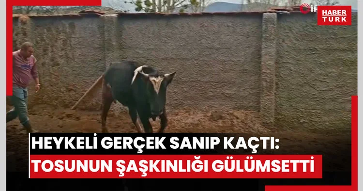 Heykeli gerçek sanıp kaçtı: Tosunun şaşkınlığı sosyal medyada gündem oldu