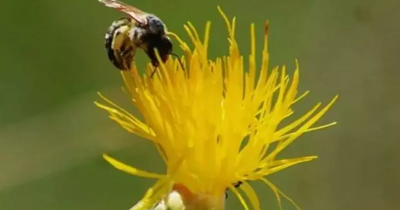 Kuşadası nın simgesi tülüşah için tehlike çanları çalıyor