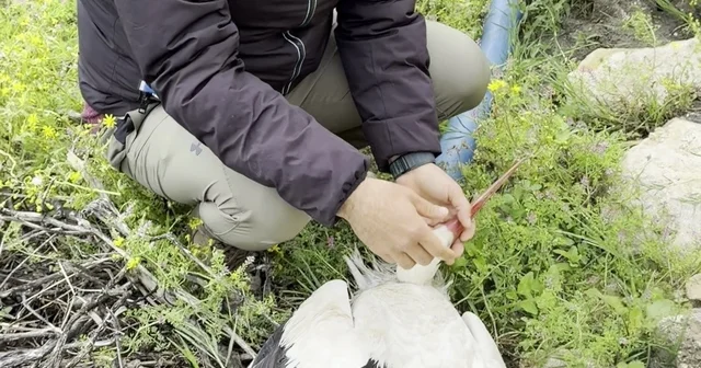 Saçmaların hedefi olan leyleğe kuş gözlemcisinden ilk yardım Hatay Haberleri