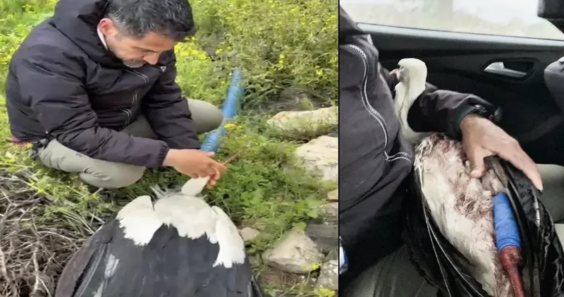 Binlerce kilometre uçtu Hatay da vuruldu: Yaralı leylek tedaviye alındı