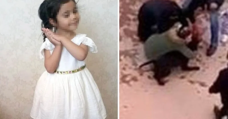 Pitbull Saldırısına Hapis Cezası