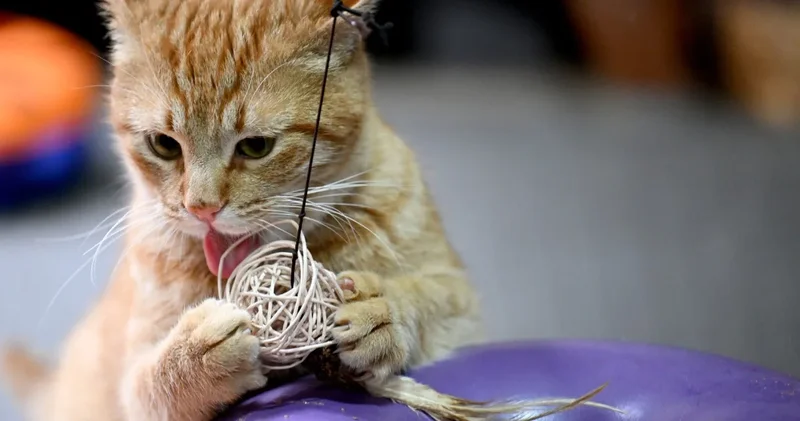 Ölümle burun burunaydı: Hayata sıkı sıkı tutundu, şimdi yuva arıyor