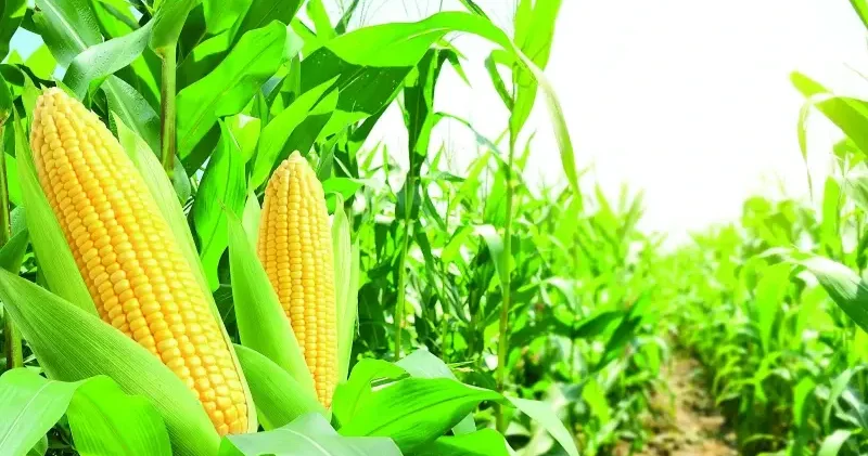 TÜRİB’de işlem hacmi 30,7 milyar TL’ye ulaştı Ekonomi Haberleri