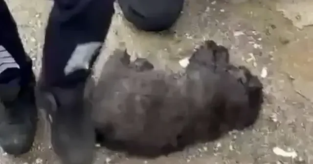 Adana’da yangından mucize kurtuluş: İtfaiye ekipleri kediyi hayata döndürdü VİDEO İZLE