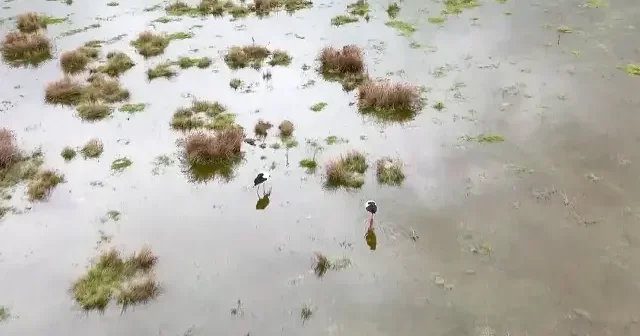 Baharın habercileri geldi: Leylekler Yılanlı Ovası’nda görüntülendi VİDEO İZLE