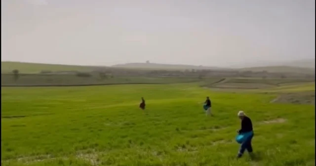 Siirt te çiftçilerden zorlu mesai: Gübreleme eski usulle yapıldı Siirt Haberleri