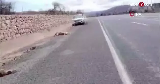 Otomobil koyun sürüsüne daldı: 9 koyun telef oldu