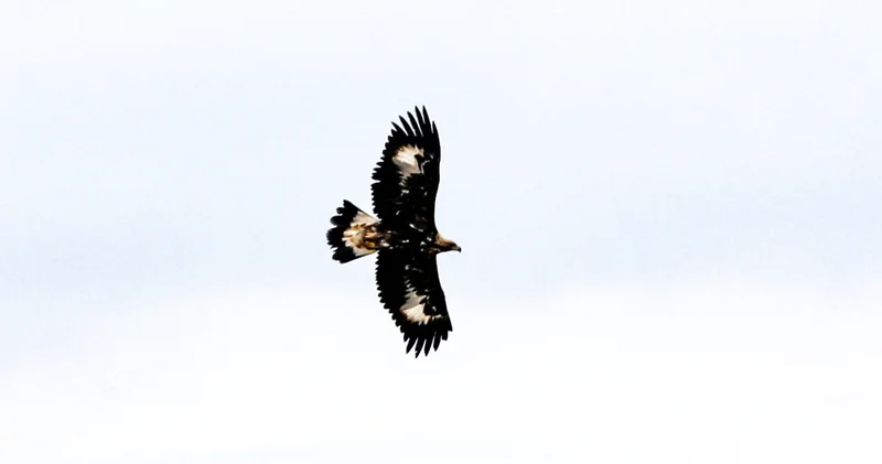 Saatte 320 kilometre hızla uçabilen kaya kartalı Iğdır da görüntülendi