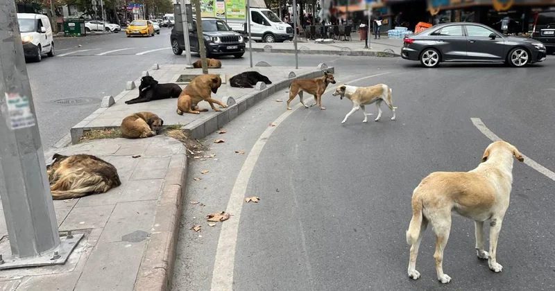 DKMP den yerel yönetimlere sahipsiz köpek uyarısı