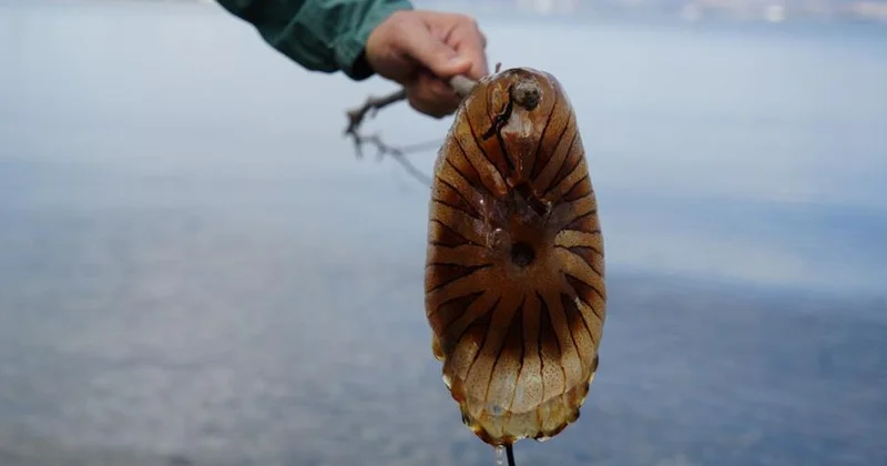 Kırmızı, büyük ve uzun kolları var! Denizde görürseniz sakın yaklaşmayın