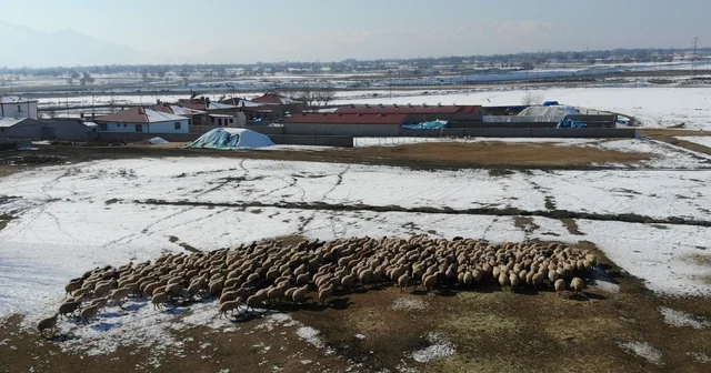 Yeni doğan kuzularla birlikte besicilerde tatlı telaş yaşanıyor Erzincan Haberleri