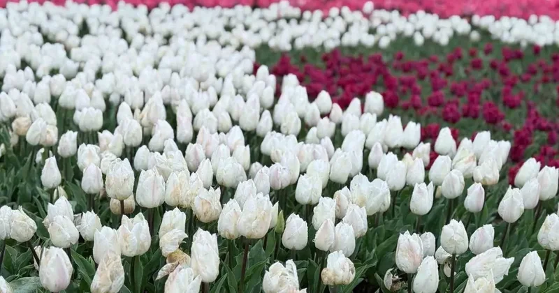 Emirgan Korusu’nda lale festivali başladı