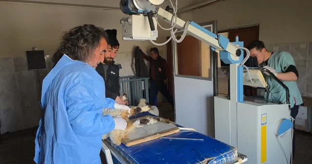 Van da deprem sonrası enkaz altından yaralı çıkarılan kuzular tedavi altına alındı Van Haberleri