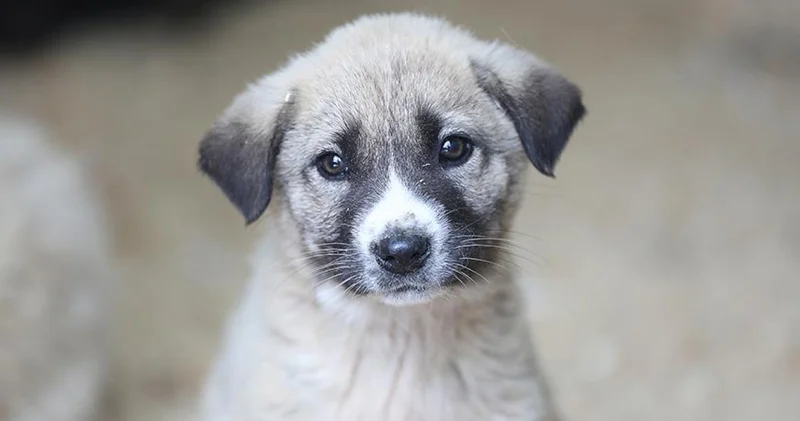 Resimli 4 Nisan Dünya Sokak Hayvanları Günü mesajları ve sözleri: 4 Nisan Sokak Hayvanları Günü mesaj seçenekleri: 4 Nisan ne günü?