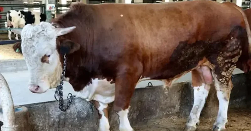 Büyükbaş ve küçükbaş piyasası belli oldu: İşte 2026 kurbanlık fiyatları