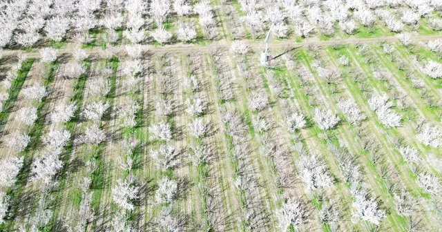 Kayseri de geçen yıl don nedeniyle hasat yapılamayan kayısı ağaçlarında 13 bin ton rekolte hedefi Kayseri Haberleri