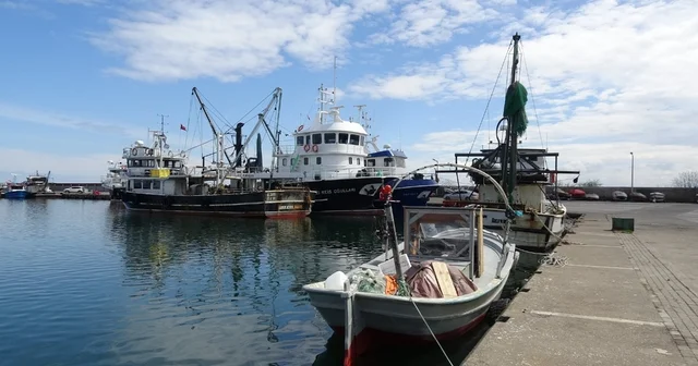 Balıkta bereketli sezon: Halk bu yıl balığa doydu Samsun Haberleri
